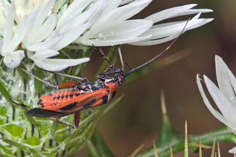 Miridae: Calocoris nemoralis f. vittata di Malta